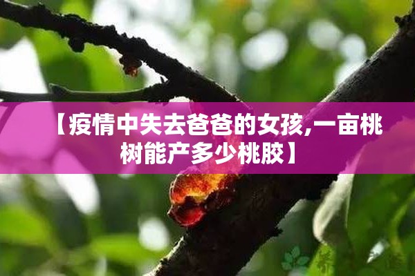 【疫情中失去爸爸的女孩,一亩桃树能产多少桃胶】