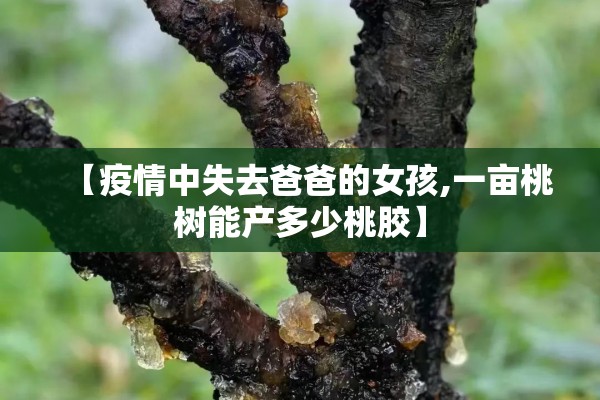 【疫情中失去爸爸的女孩,一亩桃树能产多少桃胶】 【疫情中失去爸爸的女孩,一亩桃树能产多少桃胶】