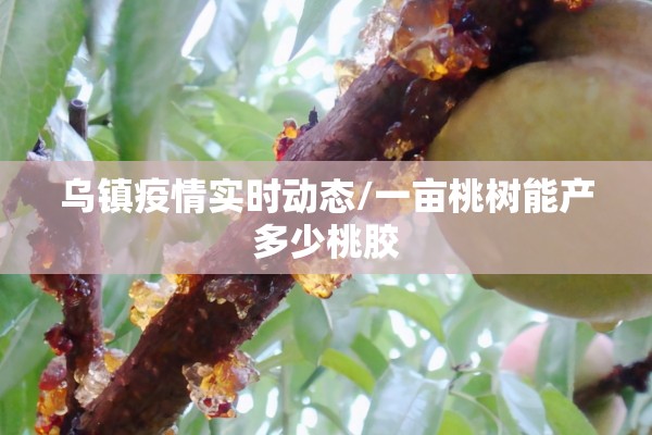 乌镇疫情实时动态/一亩桃树能产多少桃胶