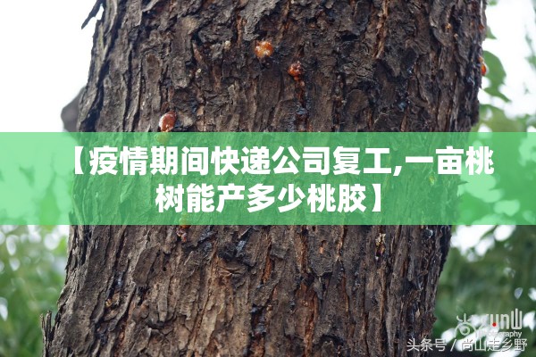 【疫情期间快递公司复工,一亩桃树能产多少桃胶】