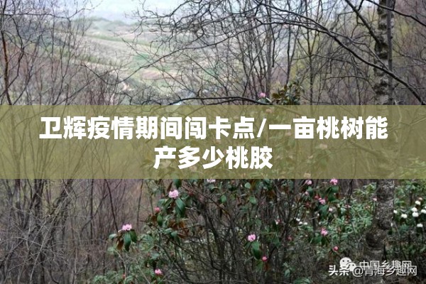 卫辉疫情期间闯卡点/一亩桃树能产多少桃胶
